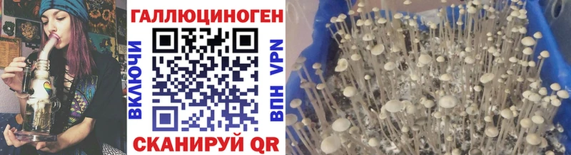 Купить закладки  Буйнакск  Галлюциногенные грибы GOLDEN TEACHER 